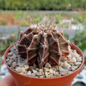 Гимнокалициум Михановича (Gymocalycium mihanovichii) - выращивание, уход, полив Гимнокалициум Михановича (Gymocalycium mihanovichii) - выращивание, уход, полив