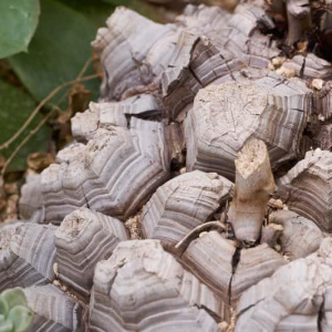 Диоскорея слоновая (Dioscorea elephantipes) - выращивание, уход, полив Диоскорея слоновая (Dioscorea elephantipes) - выращивание, уход, полив