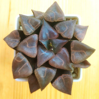 Haworthia bayeri Japan Ренни Вонг